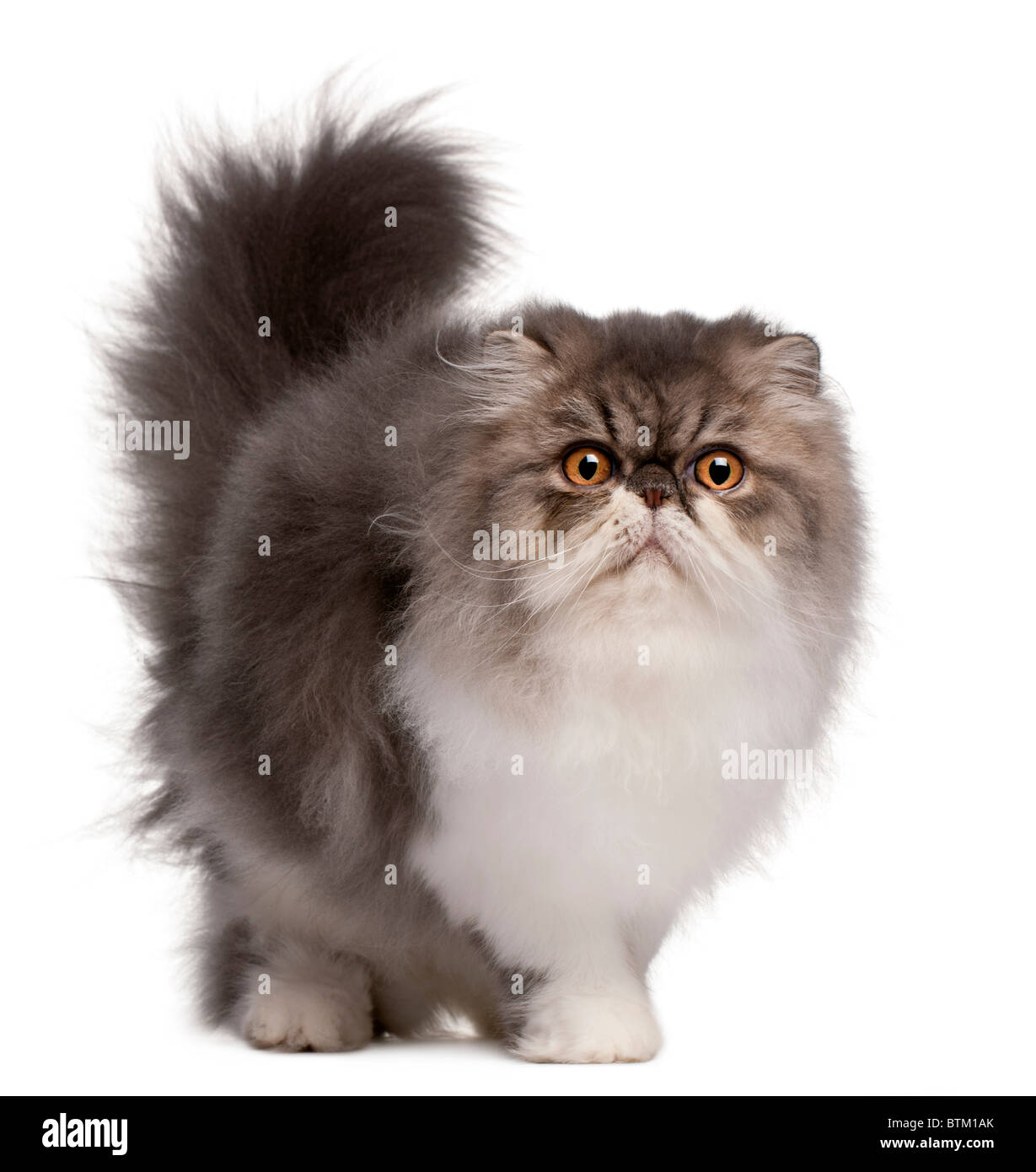 Perserkatze, 6 Monate alt, vor weißem Hintergrund Stockfoto