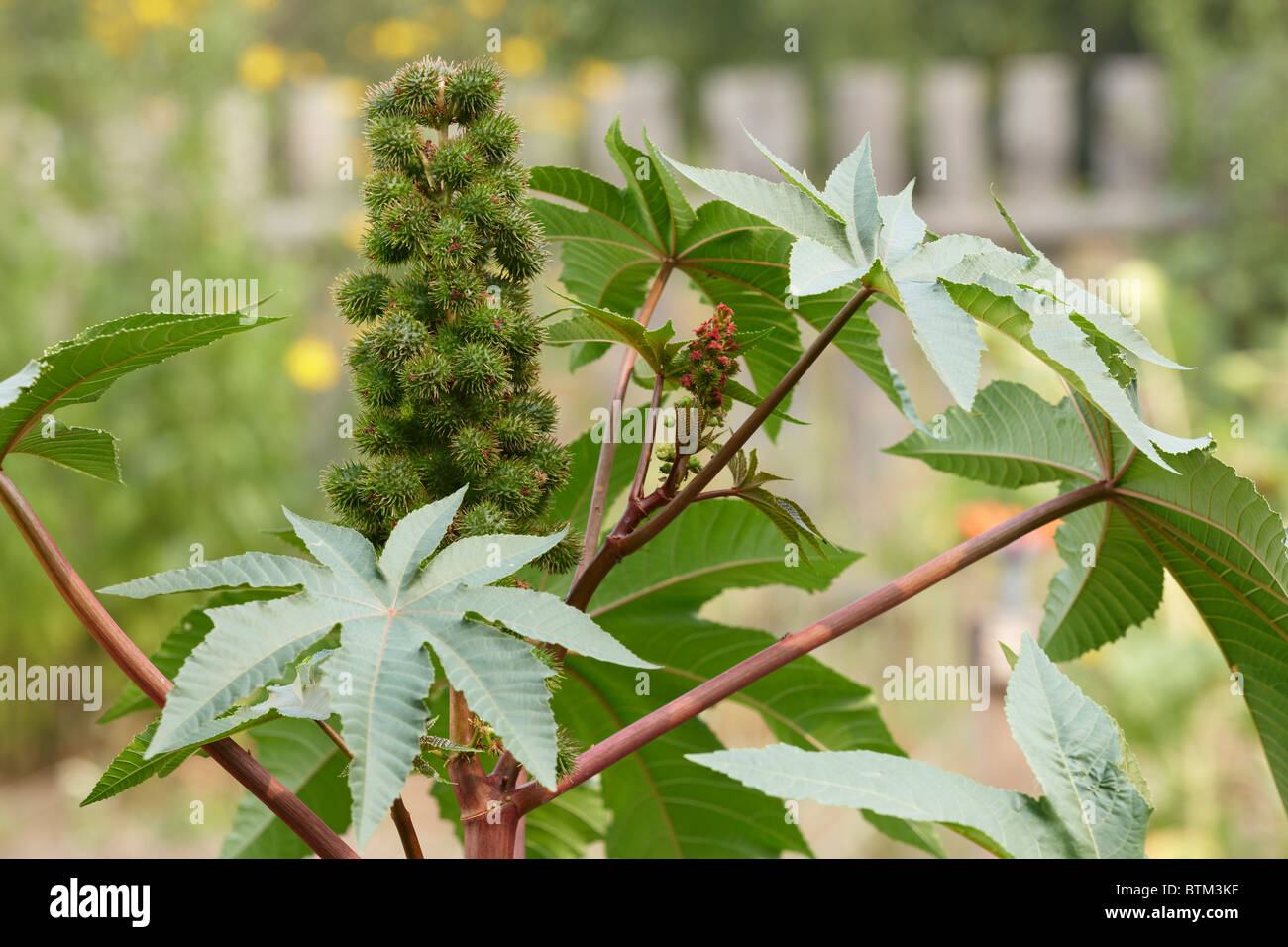 Rizinus, oder Castor Bean mit Samenkapseln wachsen im Schrebergarten. Wissenschaftlicher Name: Ricinus communis. Stockfoto