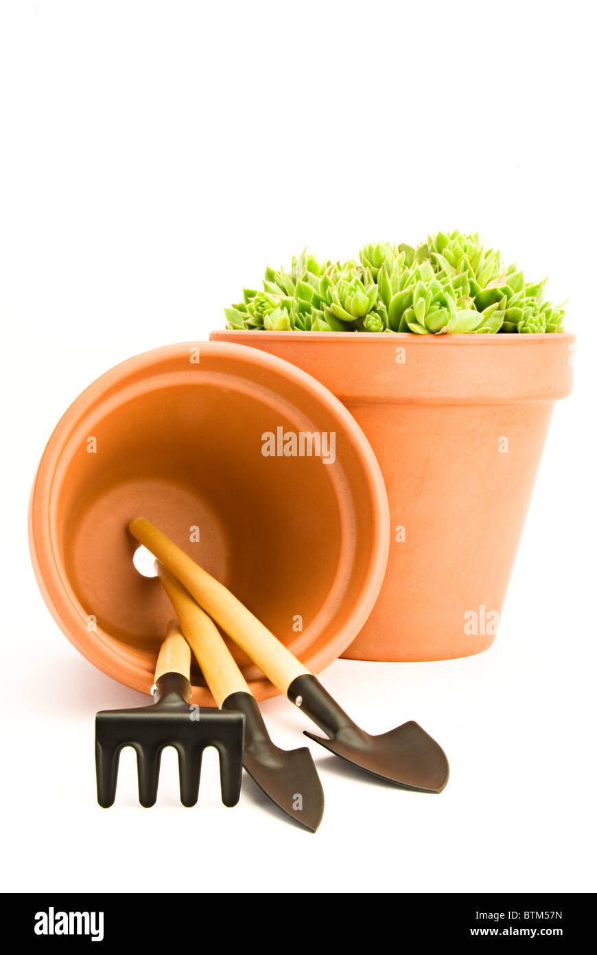 Schöne grüne Sempervivum in einen Topf und Garten-tools Stockfoto Schöne grüne Sempervivum in einen Topf und Garten-tools Stockfoto