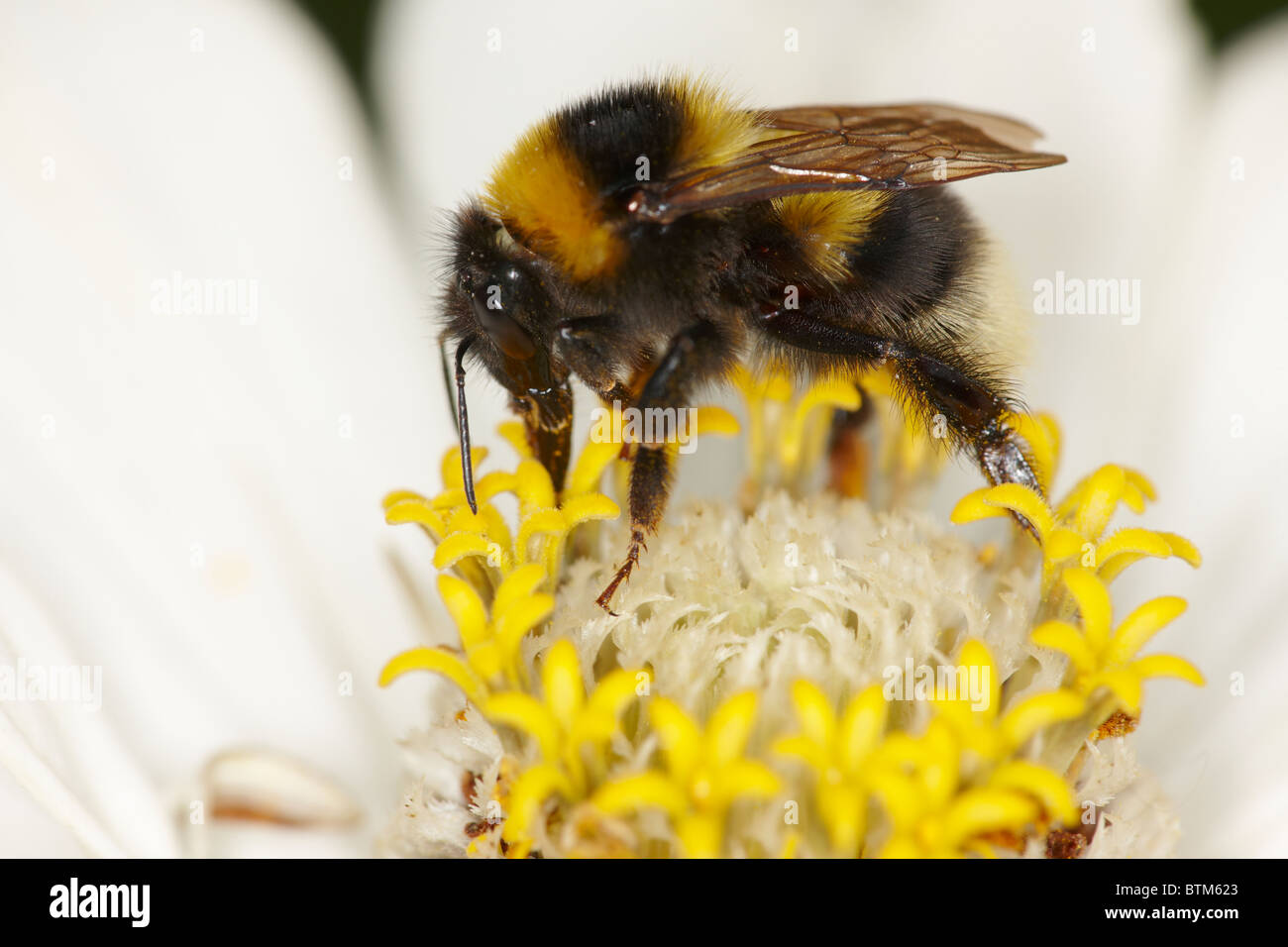 Die Gartenhummel, oder kleine Gartenhummel, die sich von einer Blume ernährt. Wissenschaftliche Bezeichnung: Bombus hortorum. Stockfoto