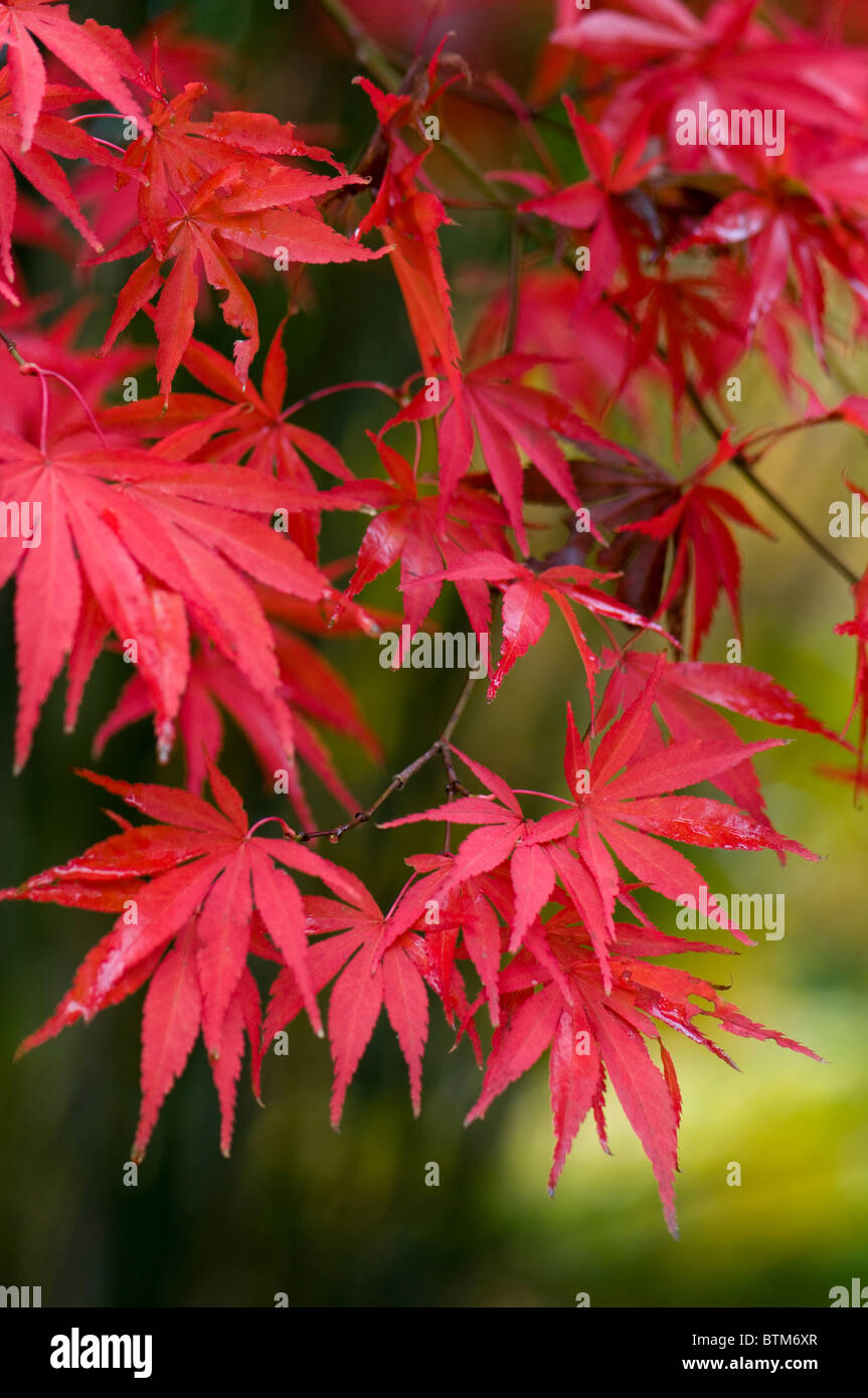 Nahaufnahme Bild von der lebendigen Herbst/Herbst farbigen Blätter des Acer Palmatum japanischer Ahornbaum, Aufnahme auf einem weichen Hintergrund. Stockfoto
