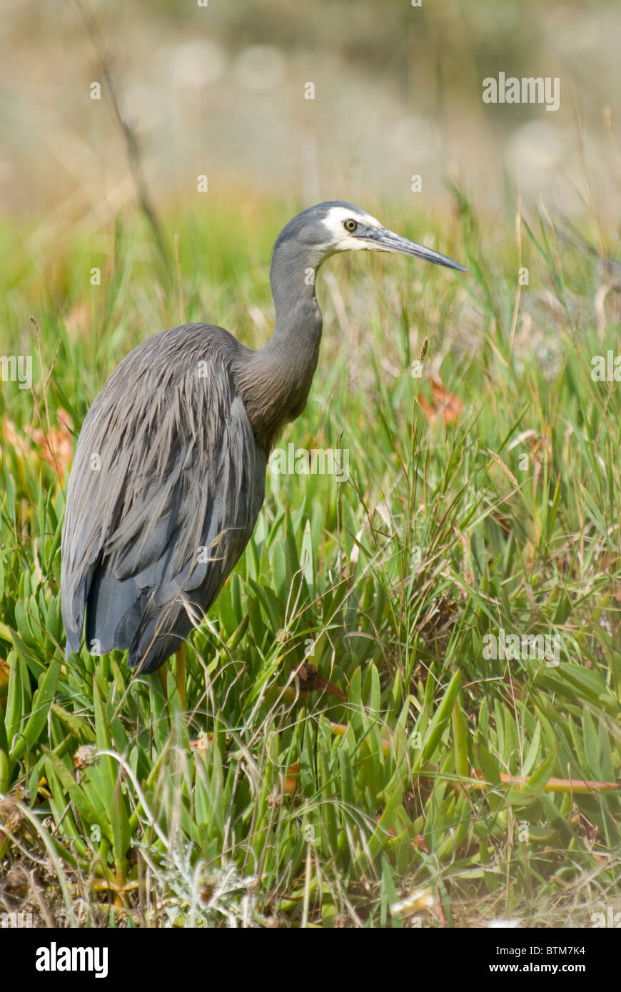 White-faced Reiher Egretta novaehollandiae Stockfoto