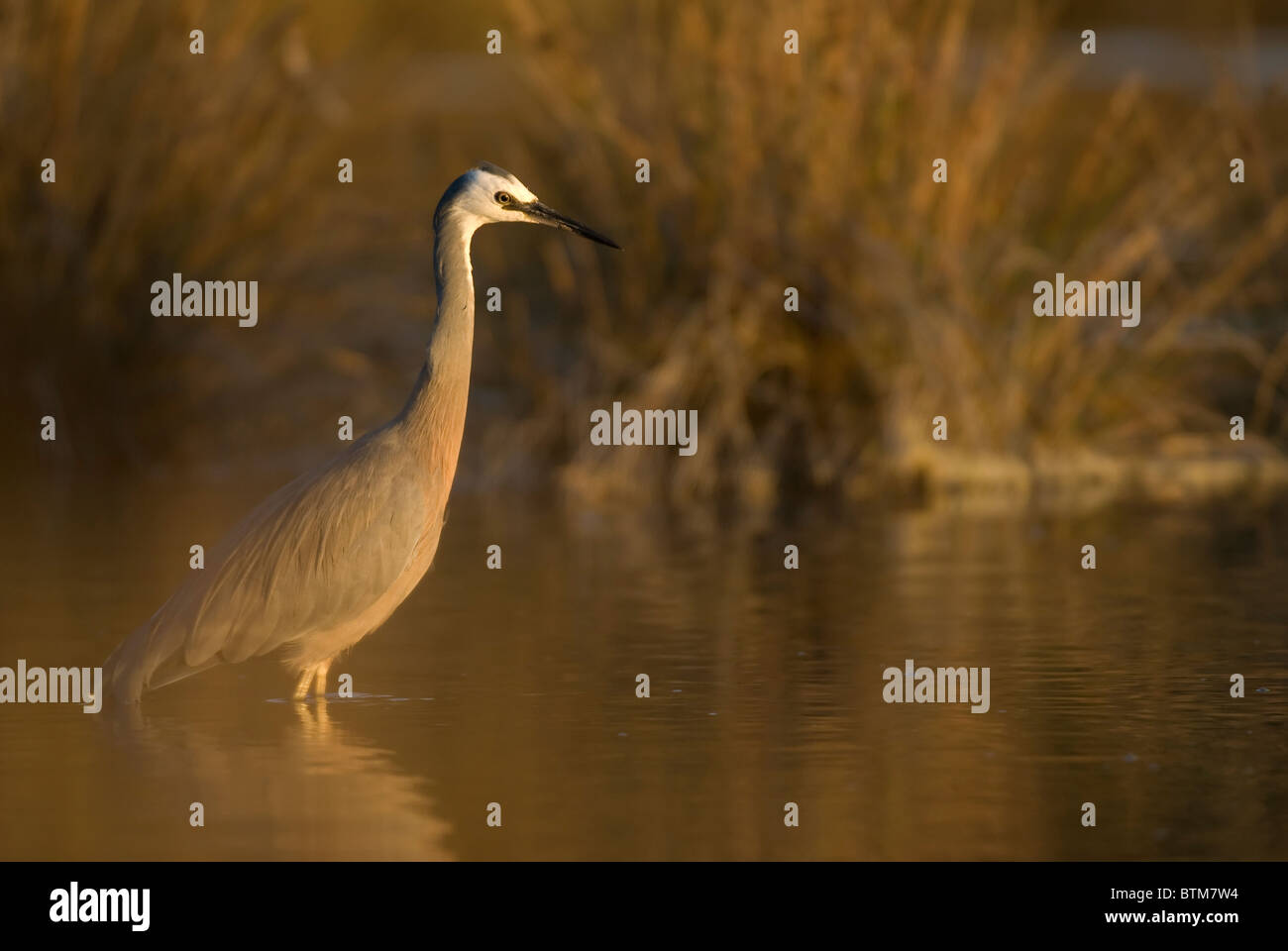 White-faced Reiher Egretta novaehollandiae Stockfoto
