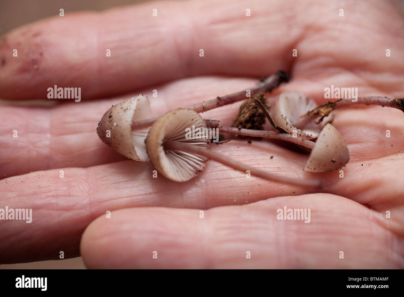 Wildpilze sammeln gefräste Pilze, blutende Haubenpilze, Abinger Roughs, Surrey, England, Vereinigtes Königreich Stockfoto