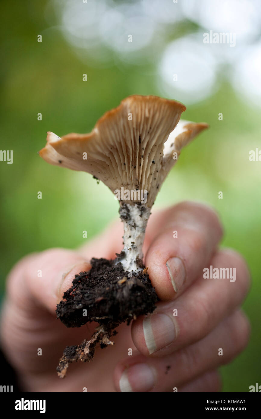 Lactarius Deliciosus, bekannt als der Safran Milch cap, Red pine Pilz oder ihrer katalanischen Namen Rovelló oder Rovellons, Abinger Roughs, Surrey, England, Großbritannien Stockfoto