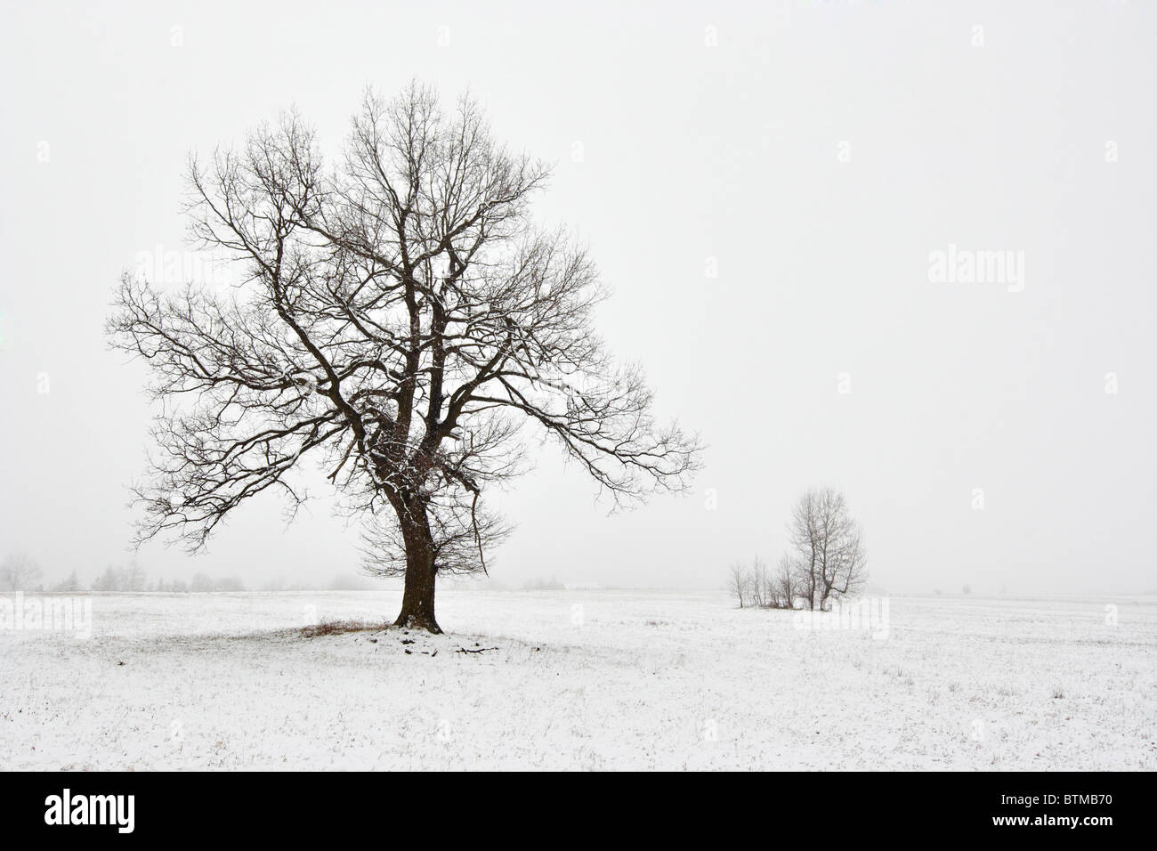 verschneite Winterlandschaft mit Baum Stockfoto