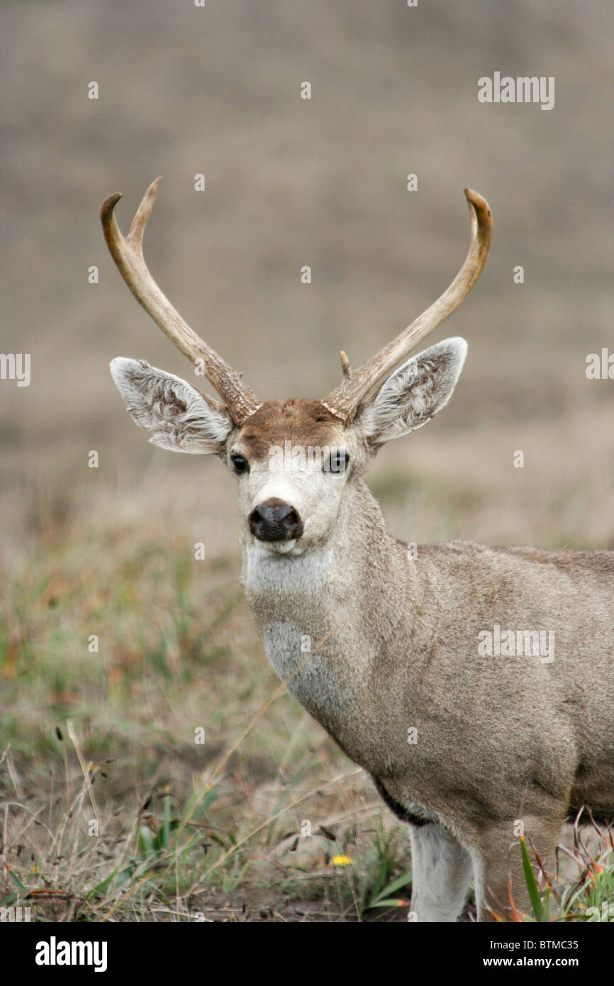 Schwarz - Tailed Hirsche (Odocoileus Columbianus) am Point Reyes National Seashore Stockfoto