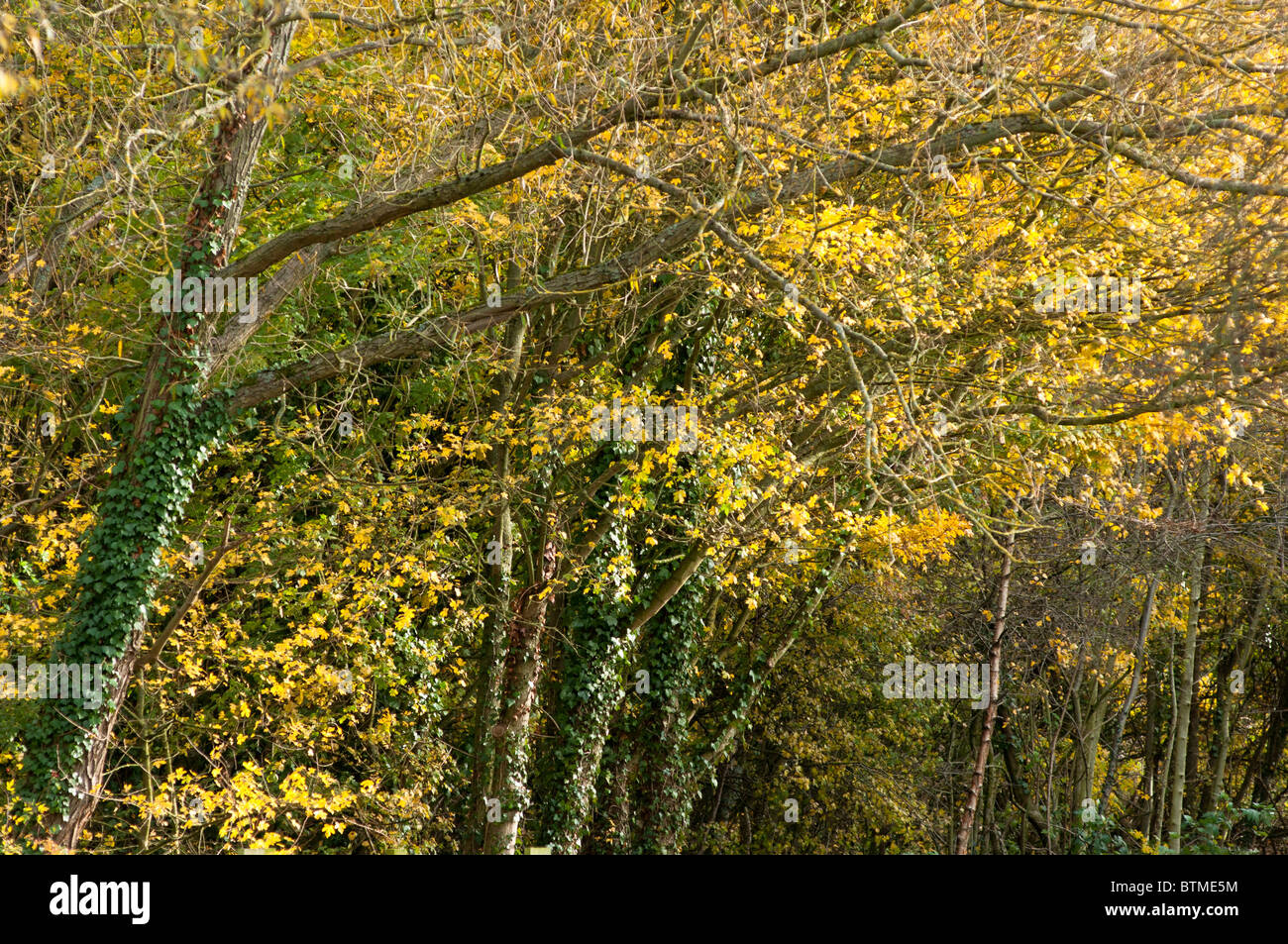Rechtwinklige Formen und Farben des Herbstes, die von Natur aus. Stockfoto