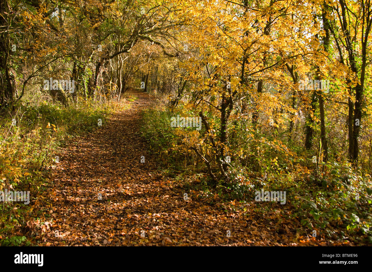 Blätter im Herbst decken ein Waldweg in Pfeil Valley Country Park, Worcs, Großbritannien Stockfoto