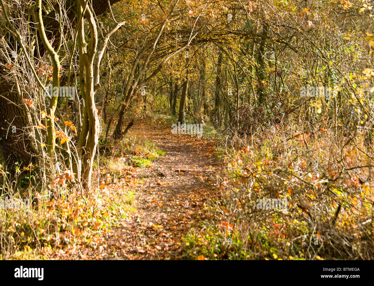Herbst Blätter bedecken einen Waldweg im Pfeil Valley Country Park, Worcestershire, UK Stockfoto