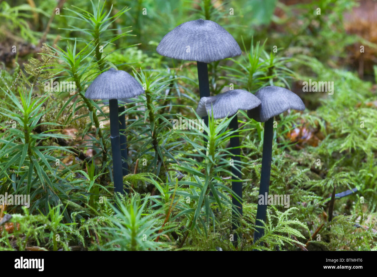 Mycena Leucogala Fruchtkörper Bacton Holz Witton Norfolk England UK Europa Oktober Stockfoto