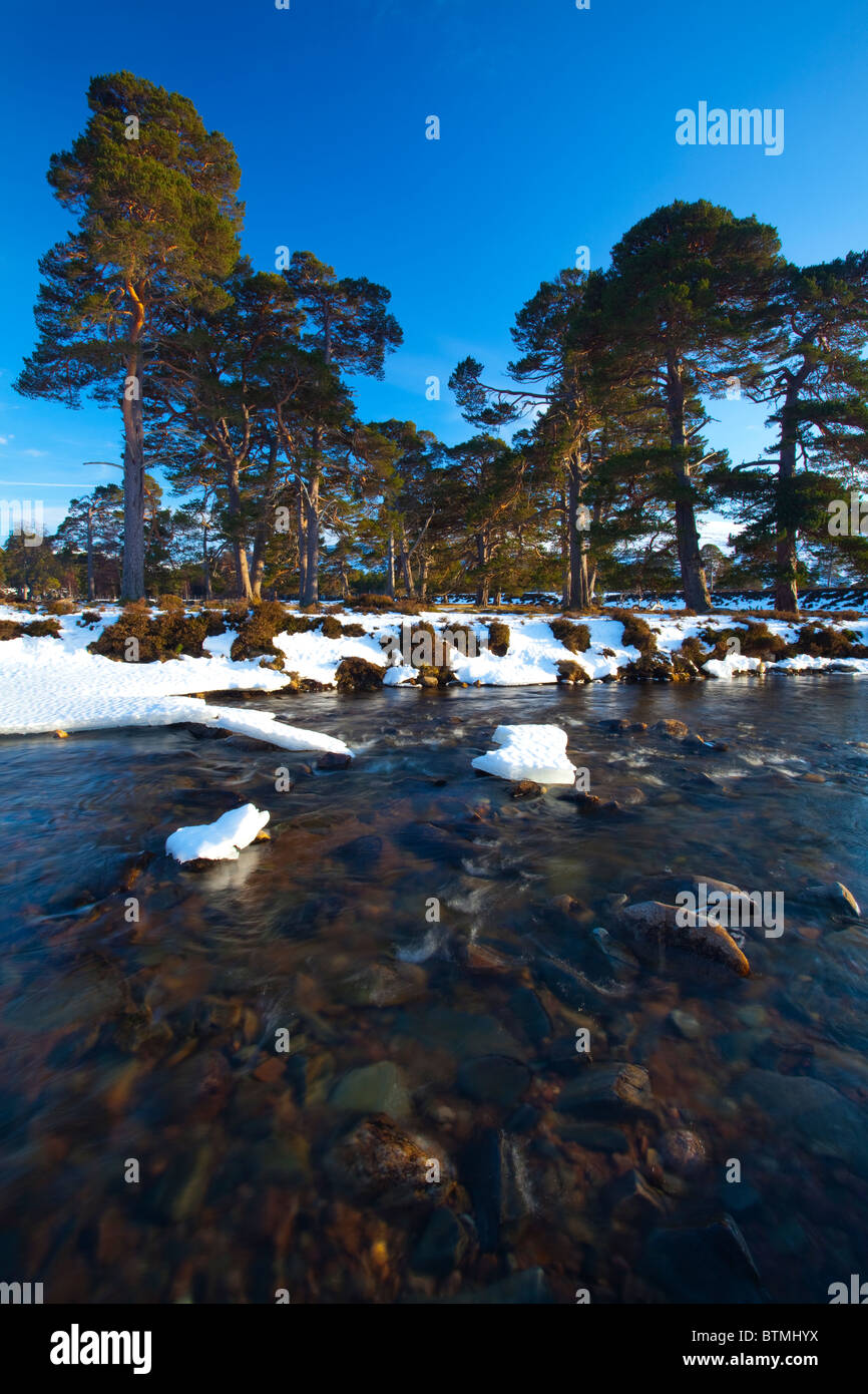 Schottland, Aberdeenshire, Mar Lodge Estate. Waldkiefern neben einem Bergfluss, unter dem Schatten von Schnee bedeckt Hügel Stockfoto