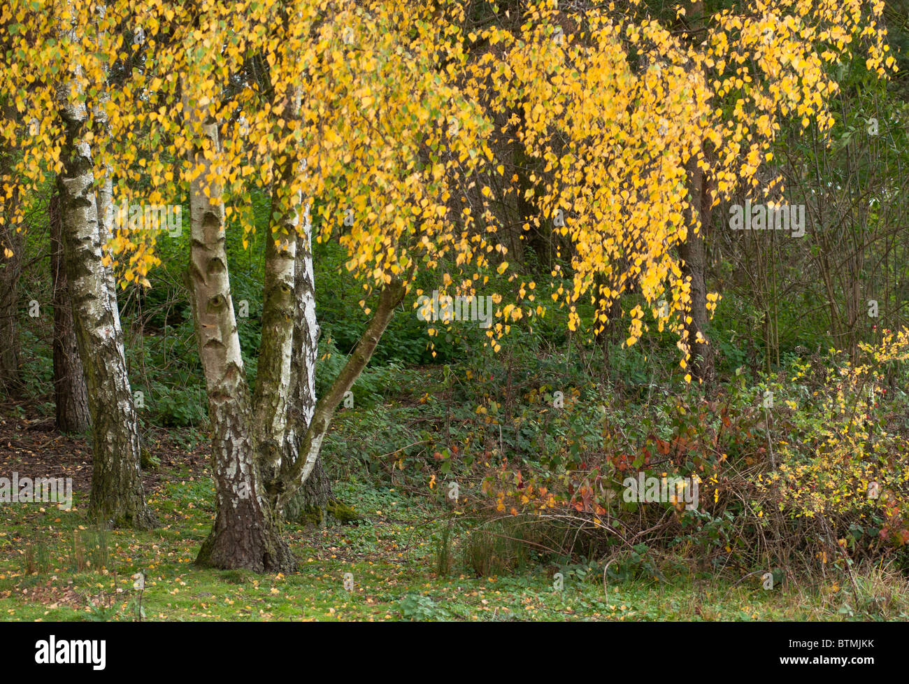 Gemeinsamen Birke, silberne Birke, Europäische weiße Birke (Betula Pendel), in Einbindung, UK, im Herbst Stockfoto