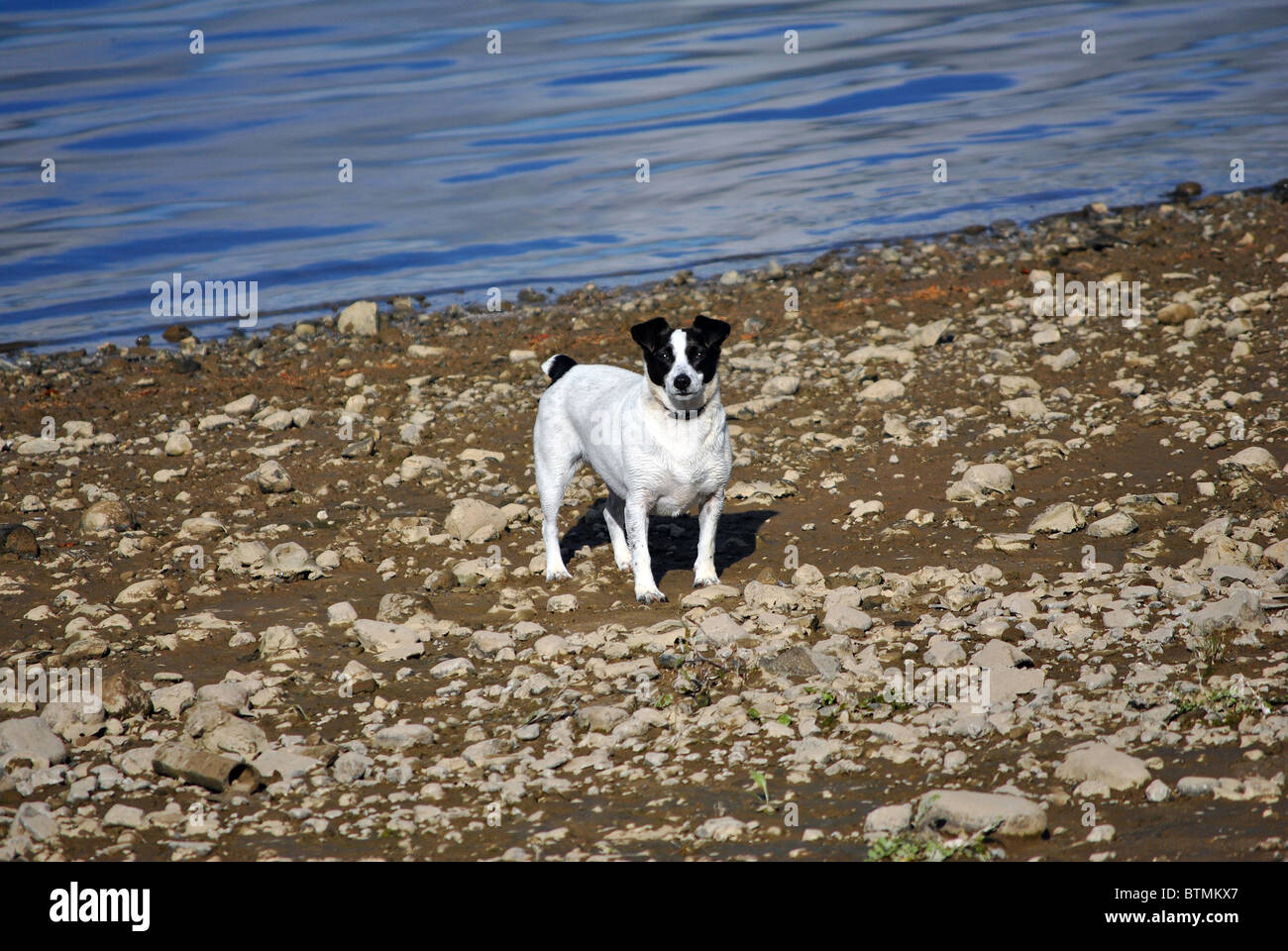 kleine schwarze und weiße Jack Russle am Ufer eines Sees Stockfoto