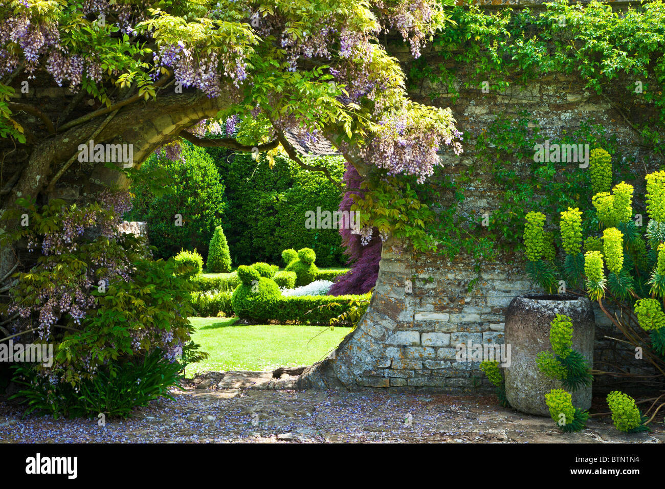 Blauregen wächst über eine kreisförmige Öffnung in eine Gartenmauer mit Blick durch auf den Rasen hinaus. Stockfoto