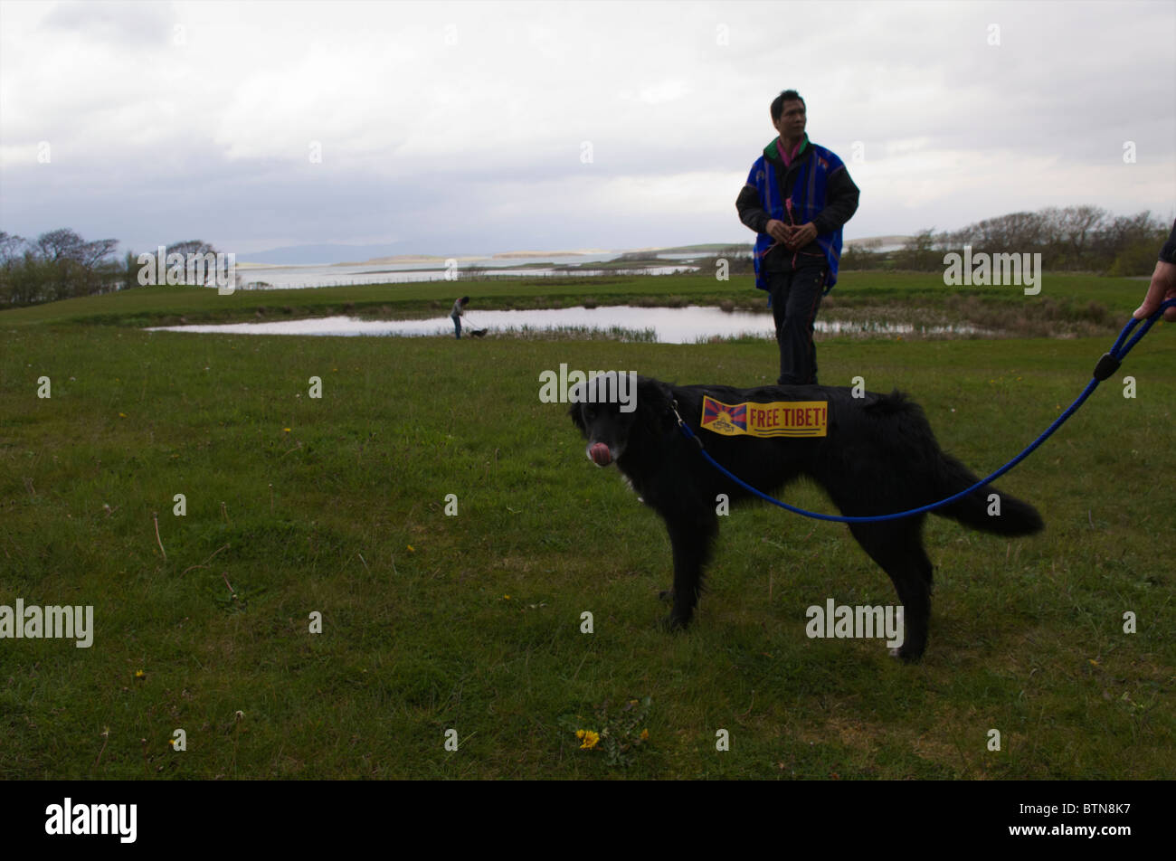 Ein Hund mit ein freies Tibet anmelden es während einer Protestaktion gegen China Gastgeber der Olympischen Spiele 2008. Stockfoto