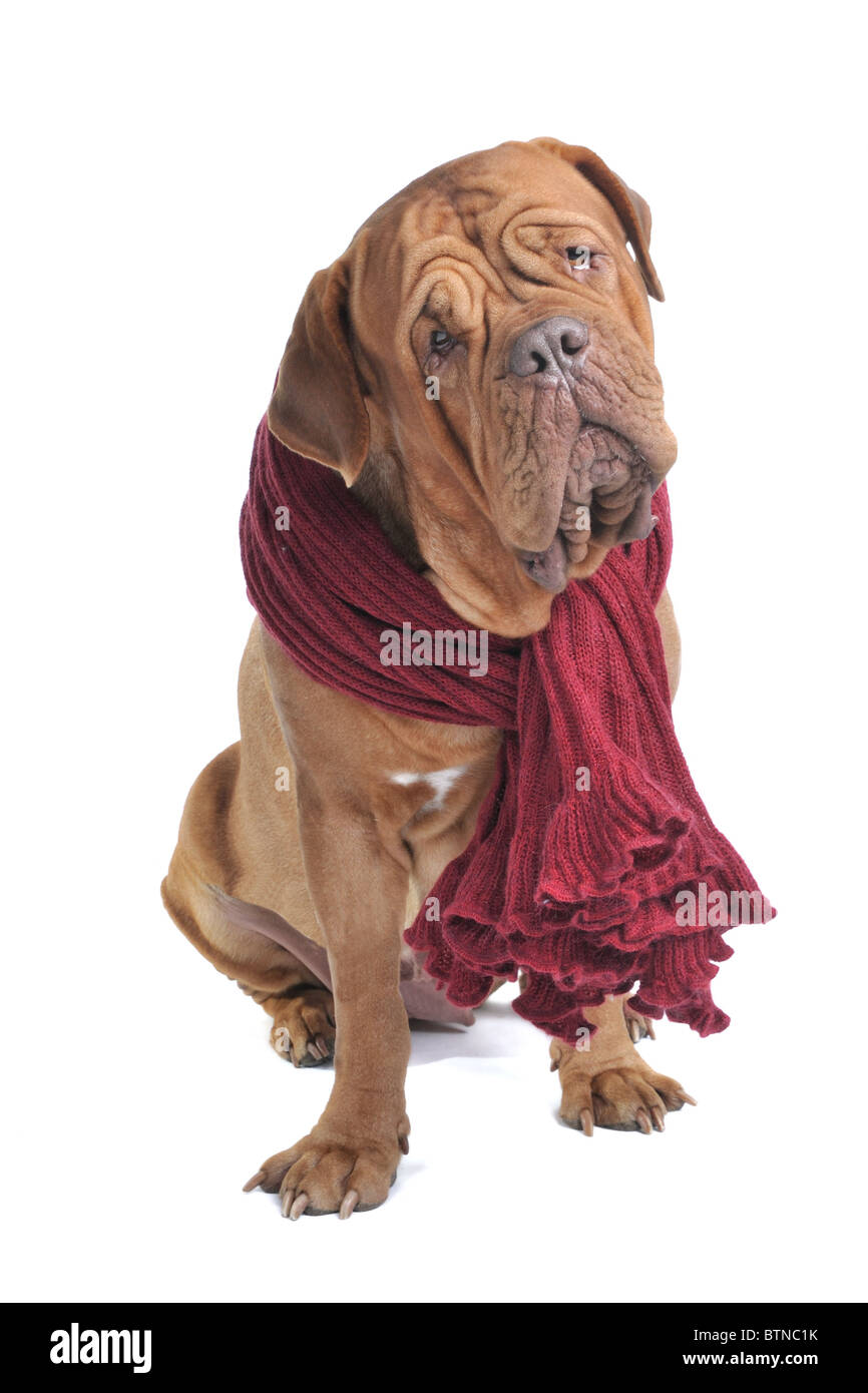 Riesige Dogge in roten gewebten Schal Stockfoto