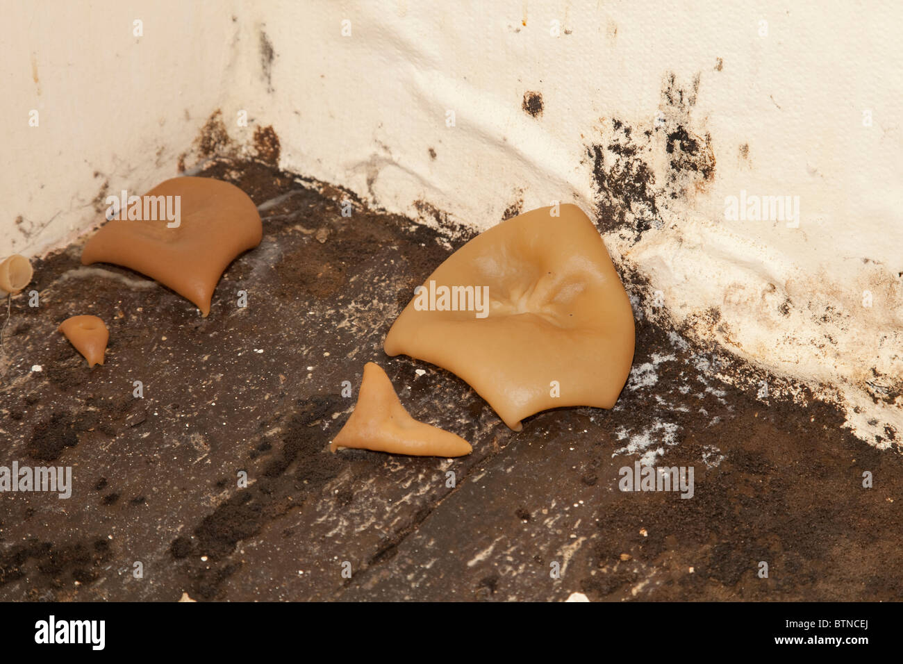 Pilzwachstum auf nassen Dielen im alten Bauernhaus Cotswolds UK Stockfoto