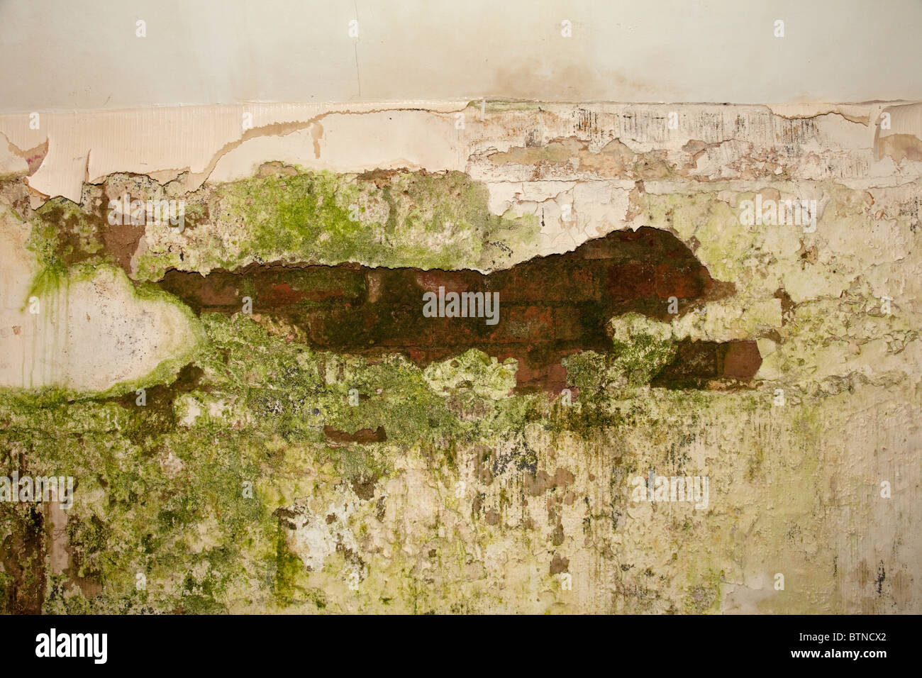 Gips-peeling von feuchten Wänden zeigt Wachstum von Algen und Pilzen Cotswolds UK Stockfoto