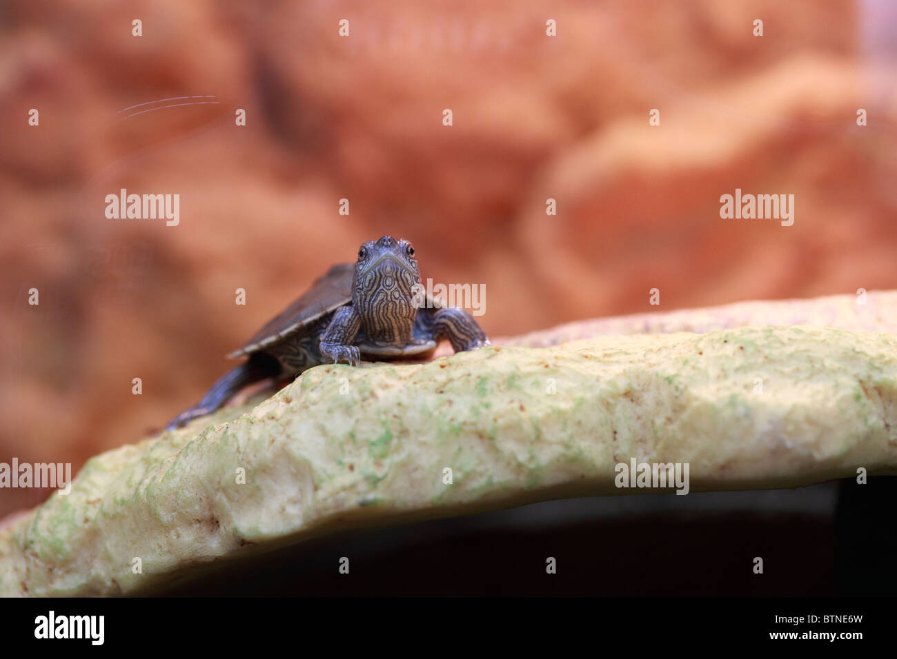 Mississippi-Karte-Schildkröte, Graptemys Pseudogeographica, Süßwasser-Schildkröten Stockfoto