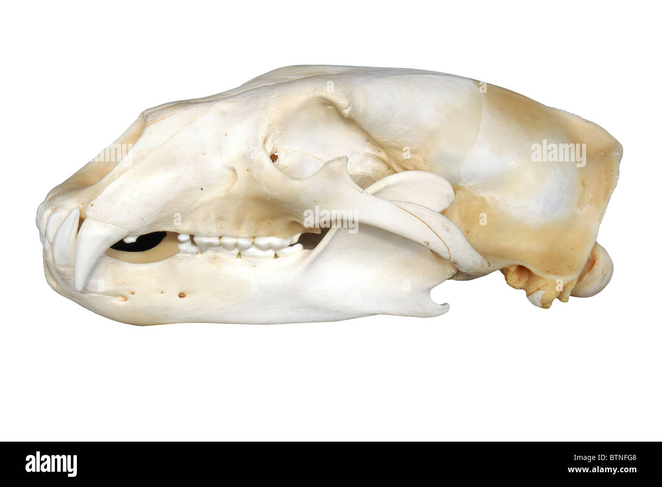 Eisbär Schädel Profil zeigt die große Räuber Eckzähne, isoliert auf weißem Hintergrund. Stockfoto