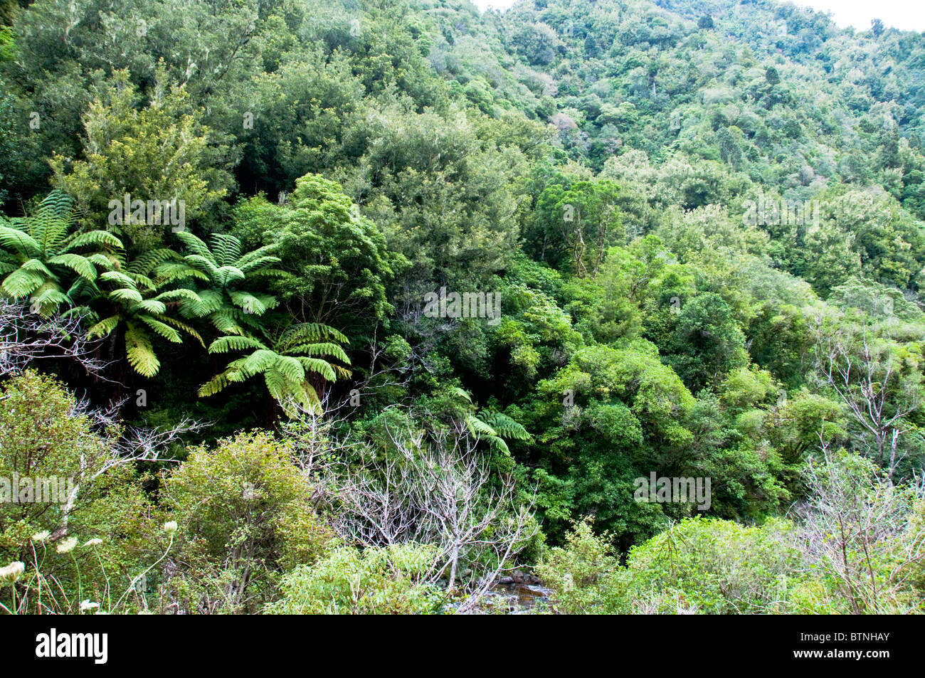 Urutawa Conservation Area, Palmen, Farne, Bäume, Waioeka Fluss, Waioeka, Schlucht Landschaftsschutzgebiet, Opotiki Hwy 2, Nordinsel, Neuseeland Stockfoto