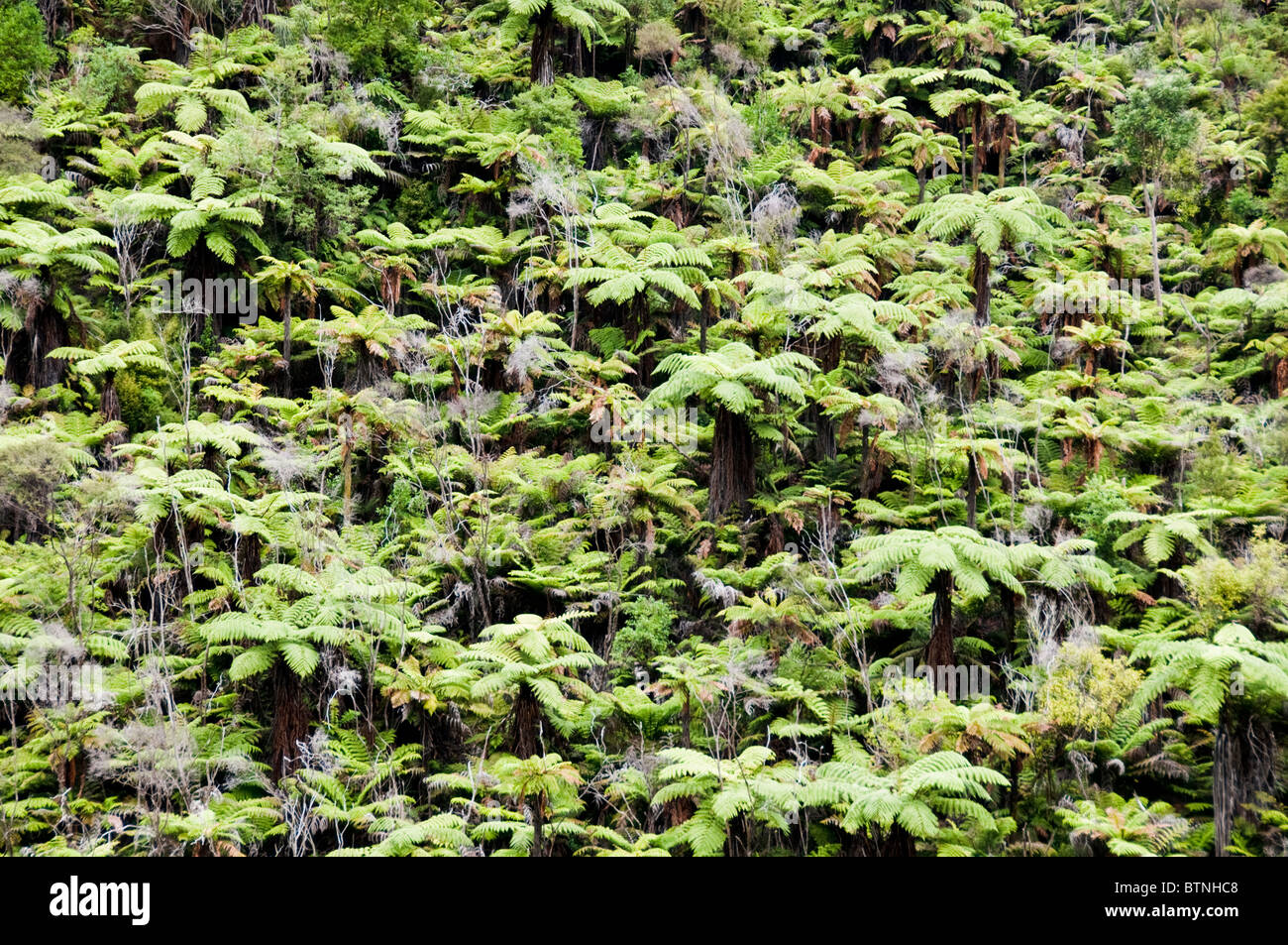 Urutawa Conservation Area, Palmen, Farne, Bäume, Waioeka Fluss, Waioeka, Schlucht Landschaftsschutzgebiet, Opotiki Hwy 2, Nordinsel, Neuseeland Stockfoto