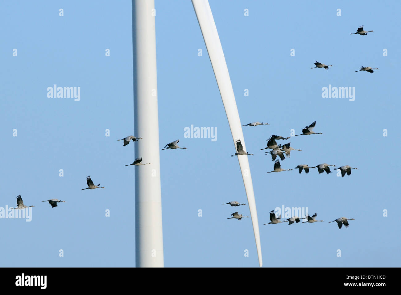 Gemeinsame / eurasische Kranich Herde (Grus Grus) fliegen in der Nähe von Klinge Windkraftanlage. Senken Sie in der Nähe von Diepholz Niedersachsen, Deutschland. Stockfoto