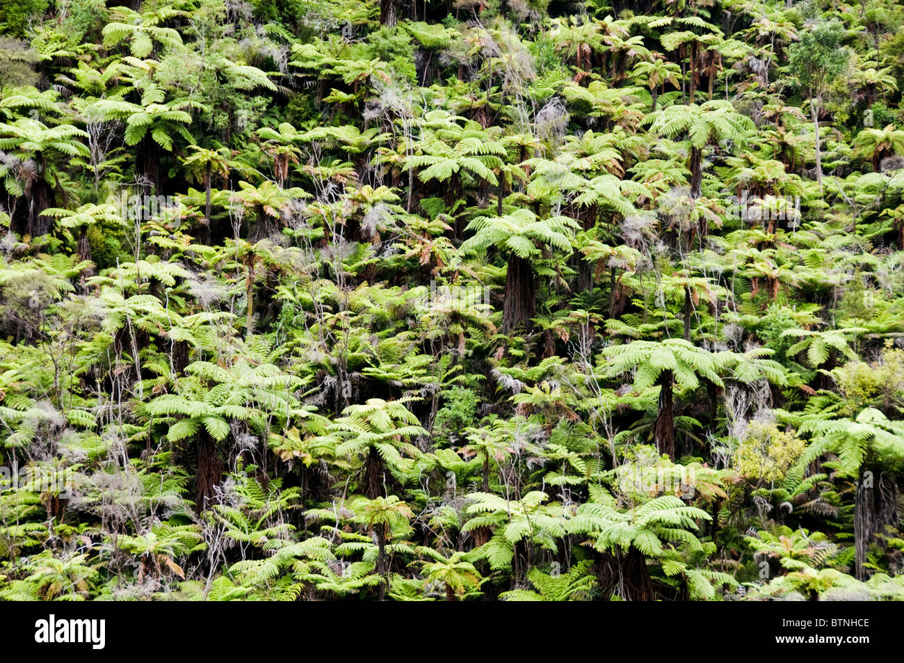 Urutawa Conservation Area, Palmen, Farne, Bäume, Waioeka Fluss, Waioeka, Schlucht Landschaftsschutzgebiet, Opotiki Hwy 2, Nordinsel, Neuseeland Stockfoto