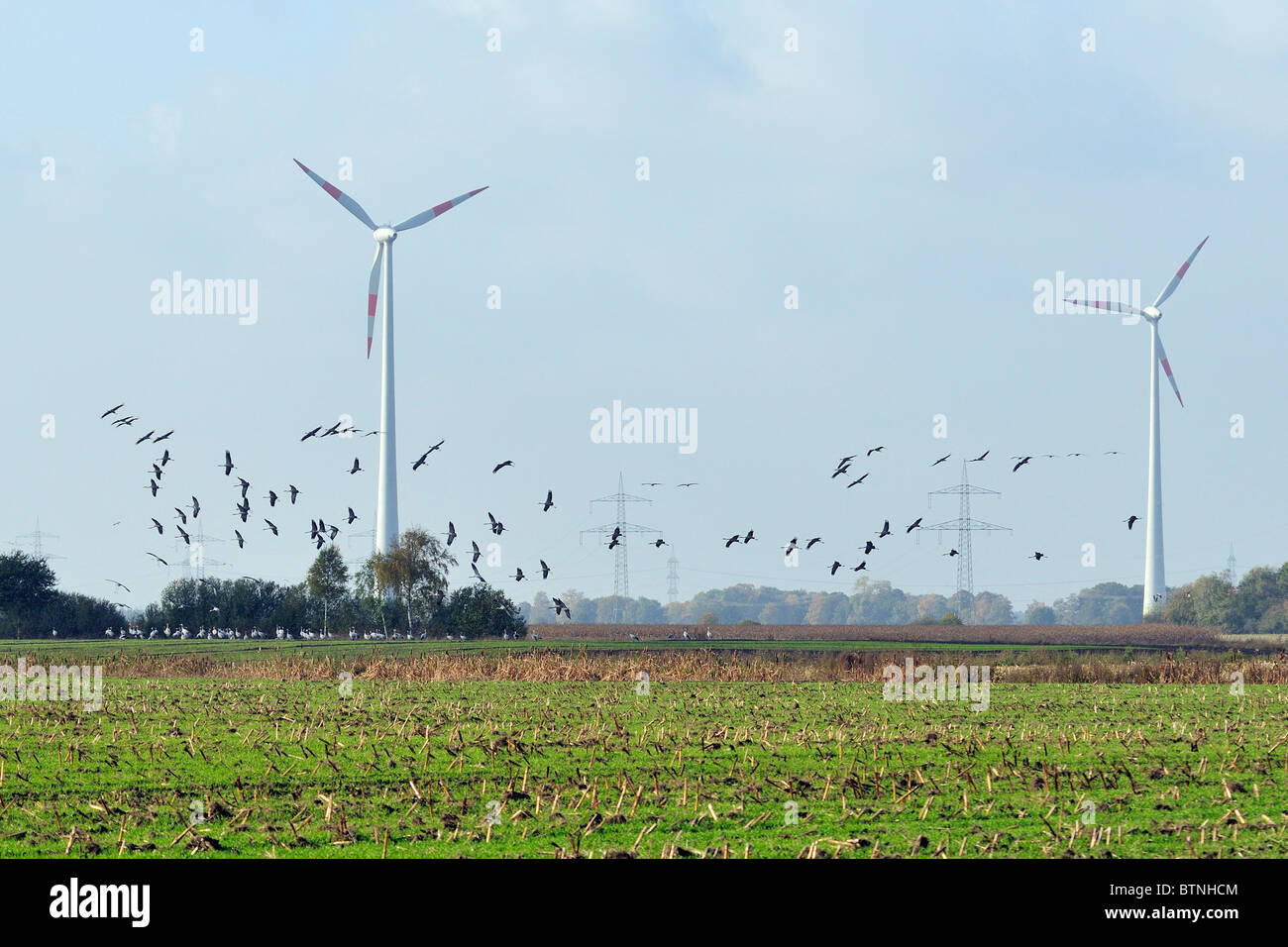Gemeinsame / eurasischen Kraniche (Grus Grus) Landung um in der Nähe von Windkraftanlagen und Strommasten zu füttern. Deutschland. Stockfoto
