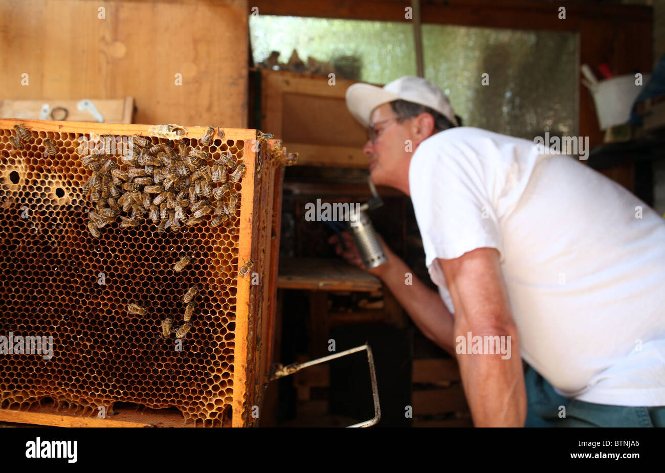 Imker, die Überprüfung eines Bienenstock Stockfoto