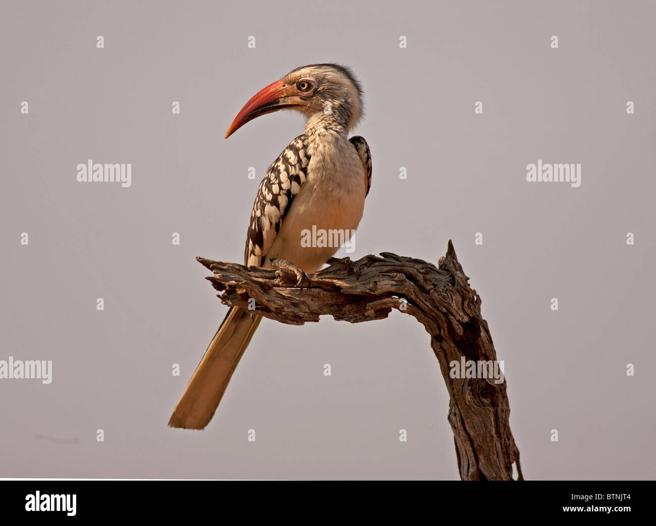 Rot-billed Hornbill sitzen auf Barsch, Krüger Nationalpark, Südafrika. Stockfoto