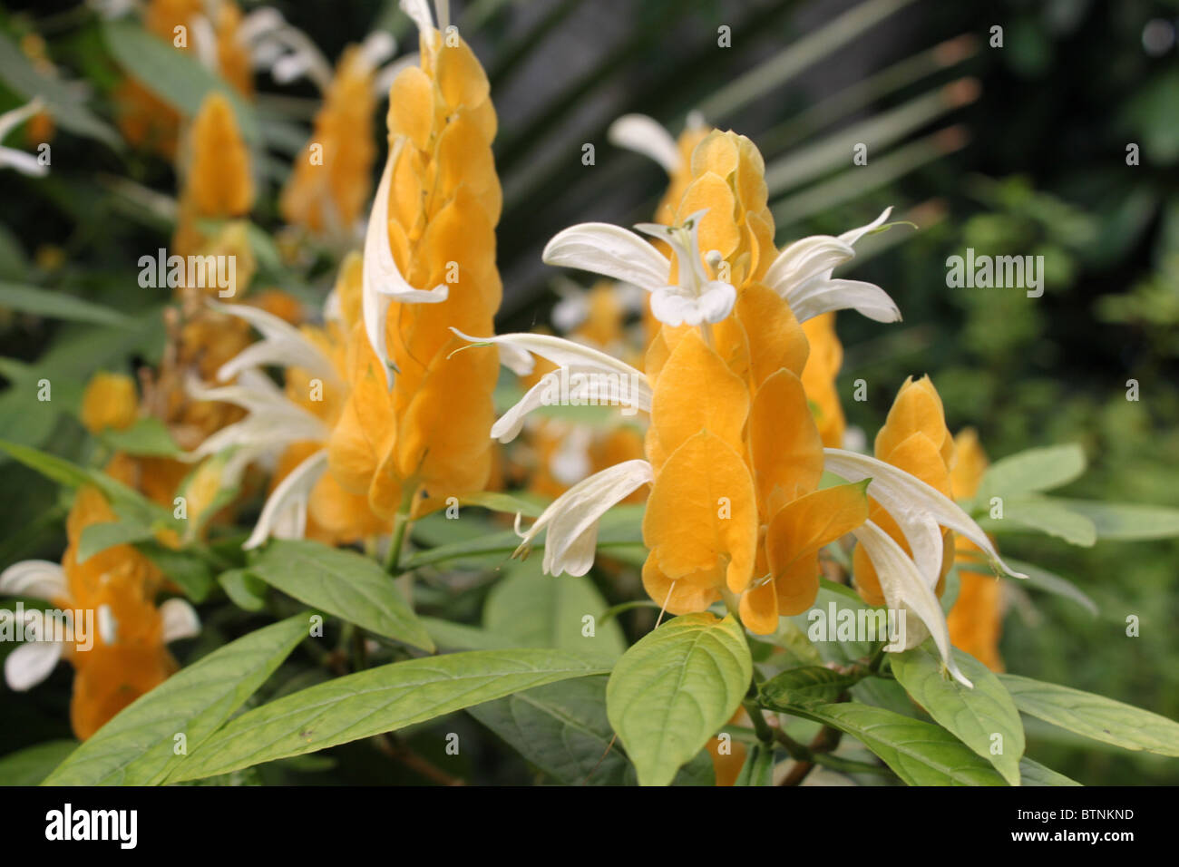Pachystachys Lutea / Lollipop Werk / Golden Garnelen Pflanzen Stockfoto