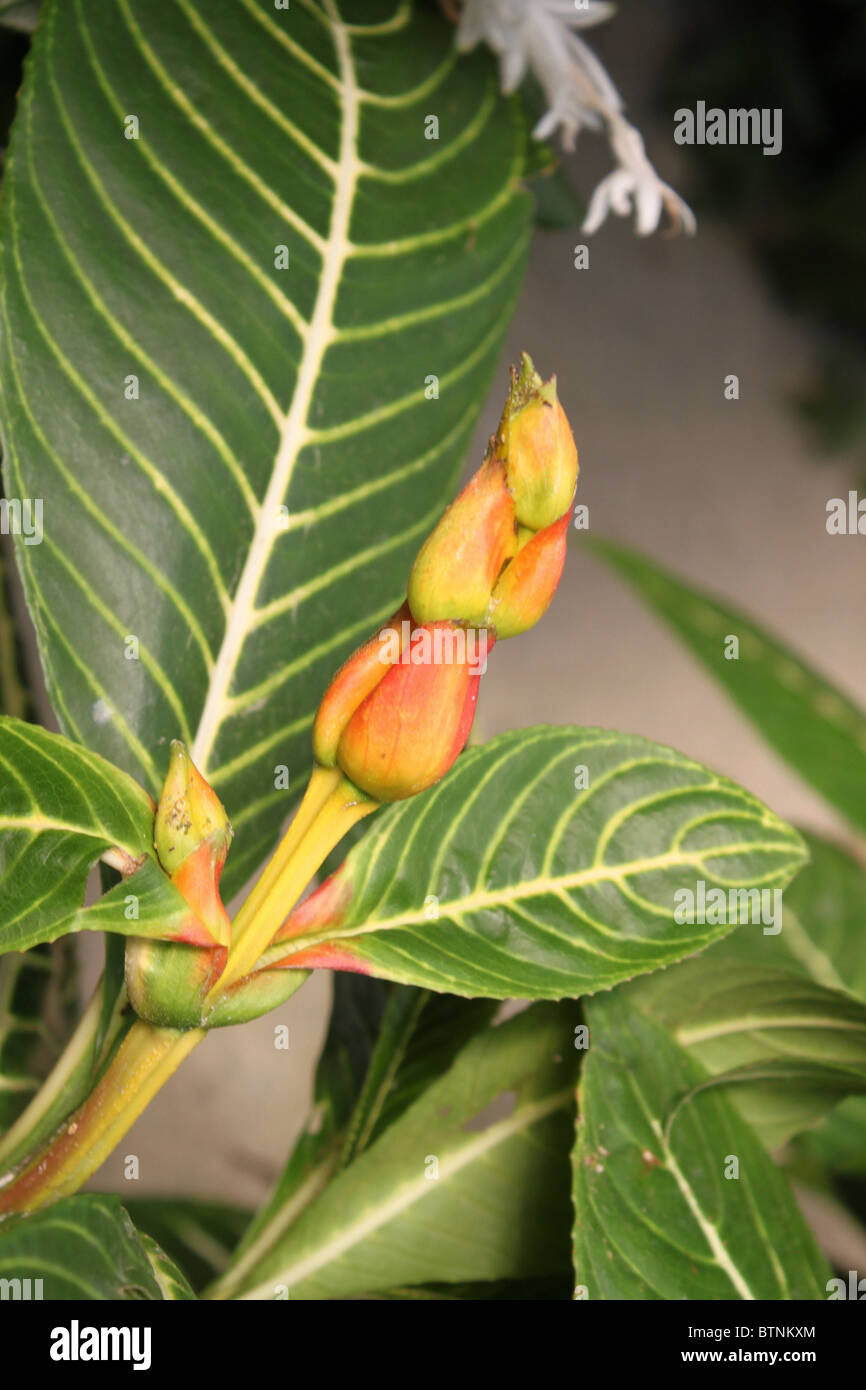 Aphelandra Squarrosa / Werk das Zebra Stockfoto