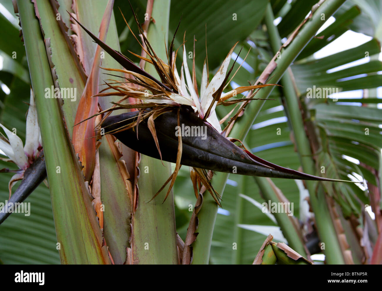 White Bird Of Paradise, wilde Banane oder Giant Bird Of Paradise, Strelitzia Alba, Strelitziaceae, Südafrika Stockfoto