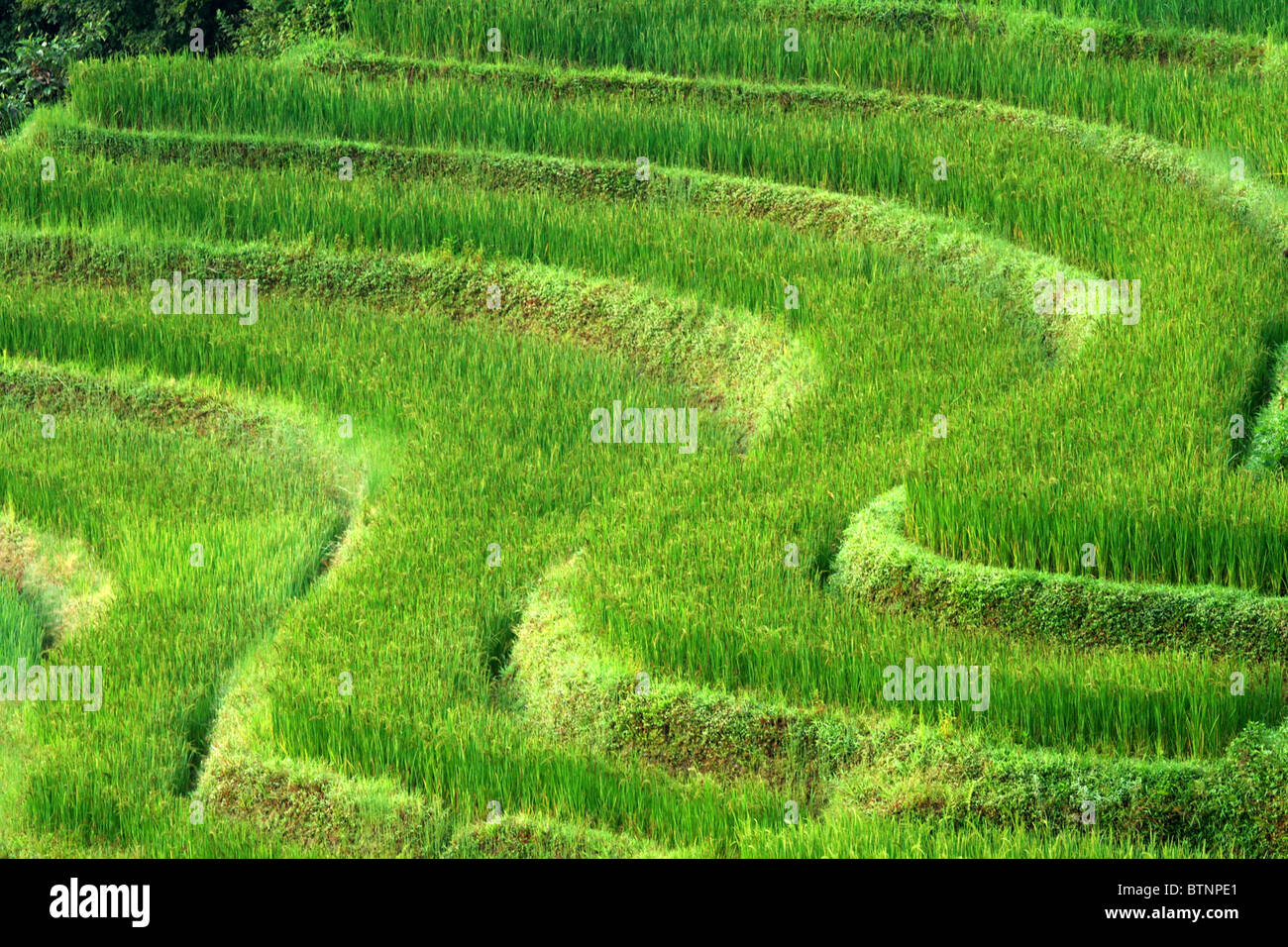 Yuanyang Hani Reisterrassen, China Stockfoto