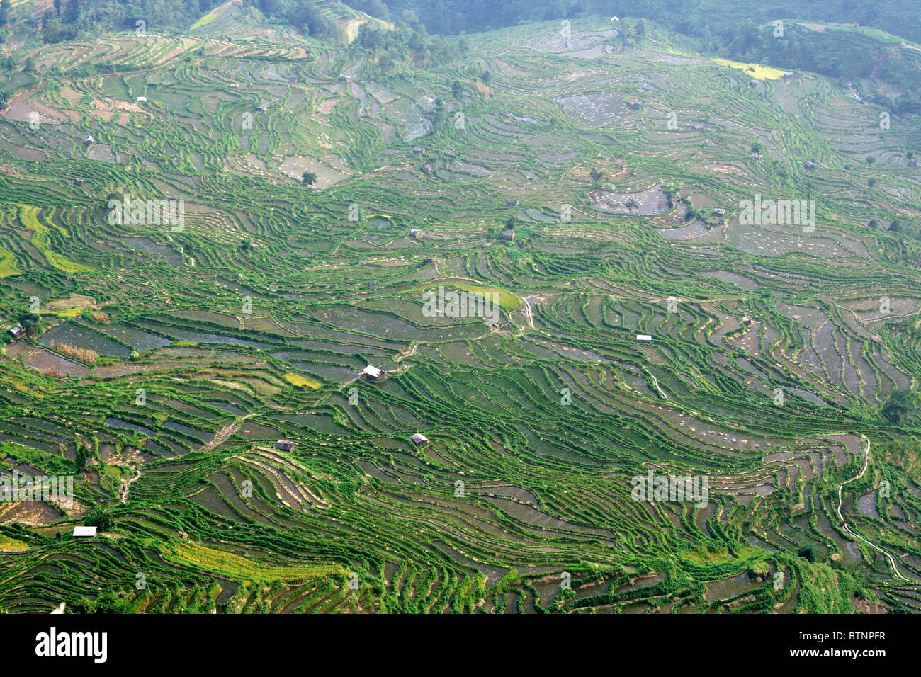 Yuanyang Hani Reisterrassen, China Stockfoto