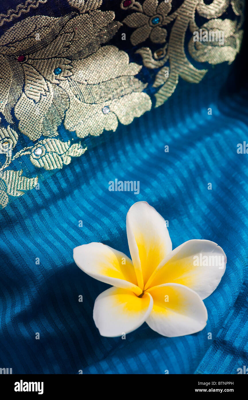 Plumeria. Frangipani Blume auf Indische Seide Sari. Indien Stockfoto