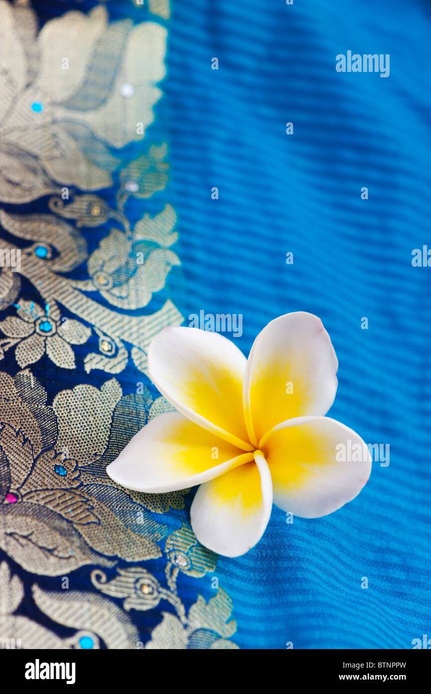 Plumeria. Frangipani Blume auf Indische Seide Sari. Indien Stockfoto