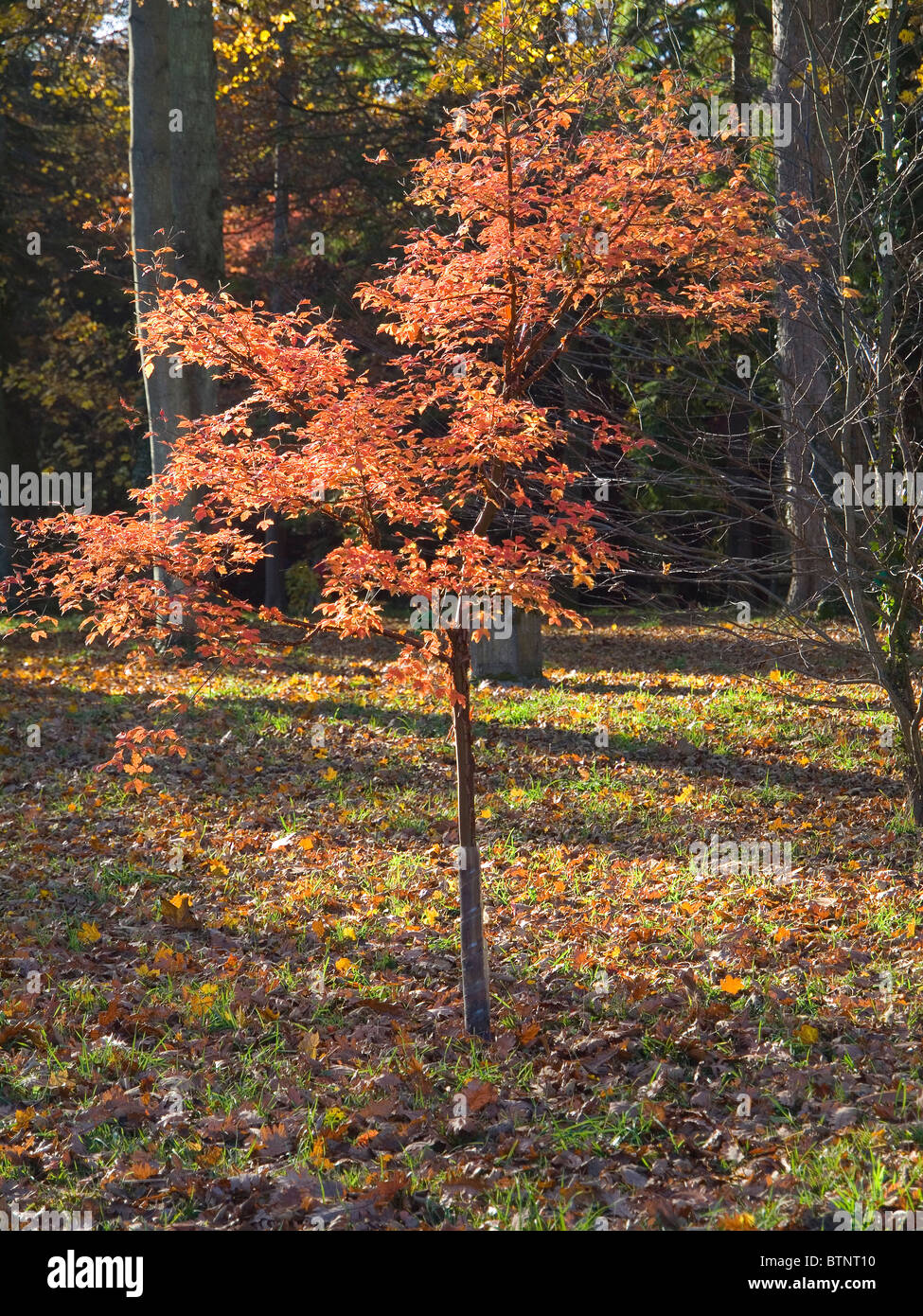 Chinesische Papier Rinde Ahorn Acer Griseum mit dem roten Blätter im Herbst Stockfoto