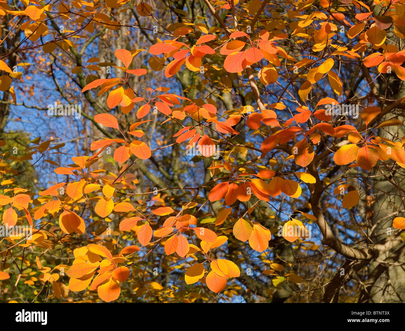 Cotinus Coggygria oder venezianischen Sumach Baum Blätter im Herbst Stockfoto