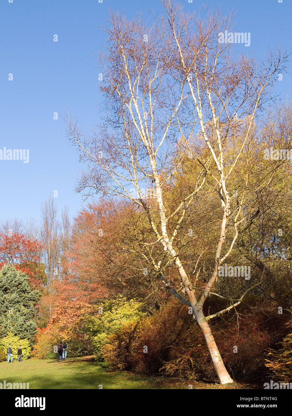 Erman Birke Baum Betula Ermanii im Herbst Stockfoto