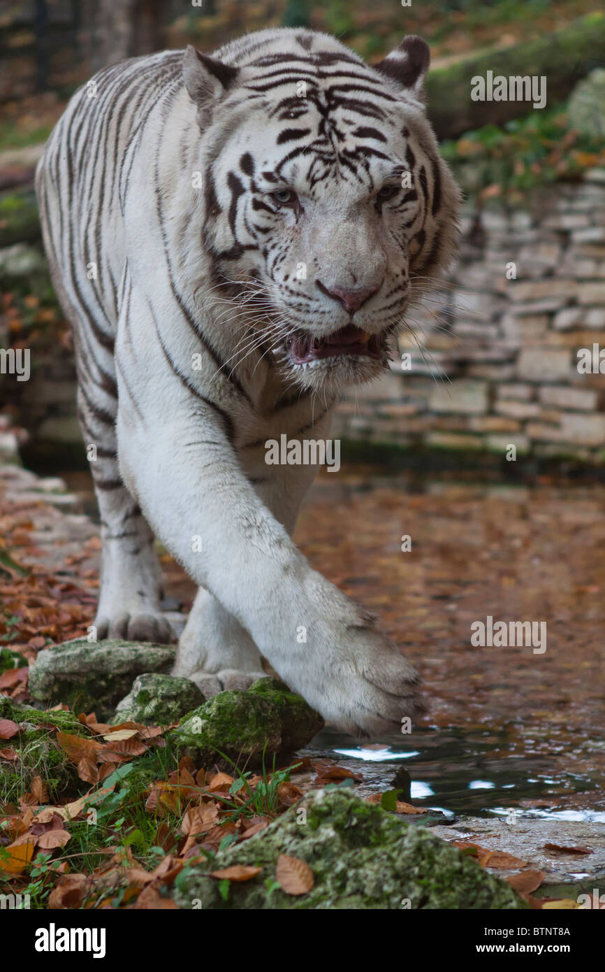 Ein weißer tiger Stockfoto