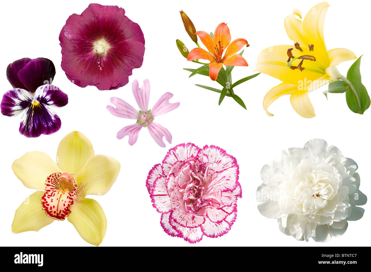 Vorderansicht der verschiedenen farbigen Blumen auf weißem Hintergrund Stockfoto