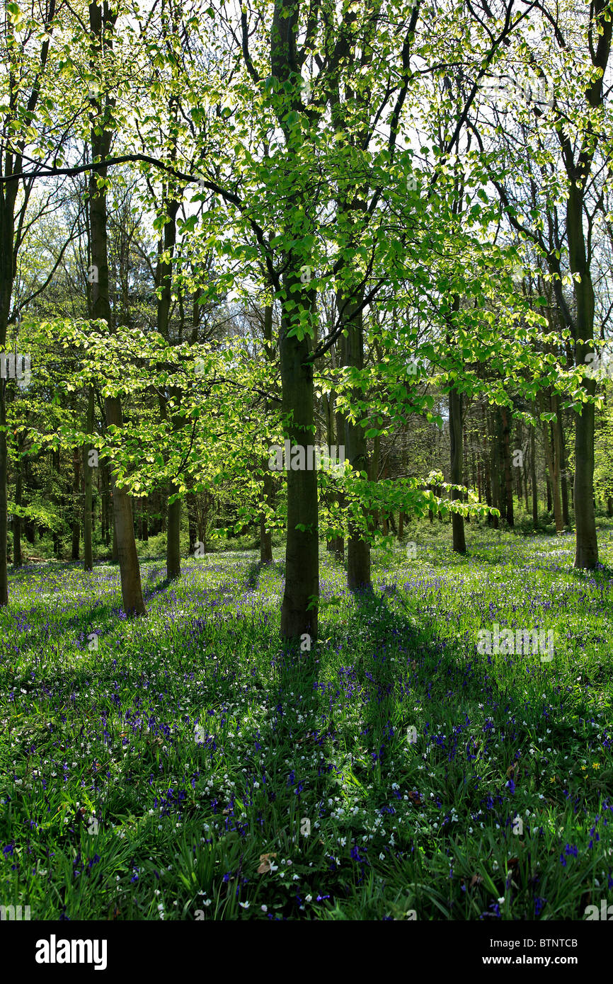 Frühlingsblumen im Wald Landschaft, Sherwood Forest, Nottinghamshire, England, Großbritannien, UK Stockfoto