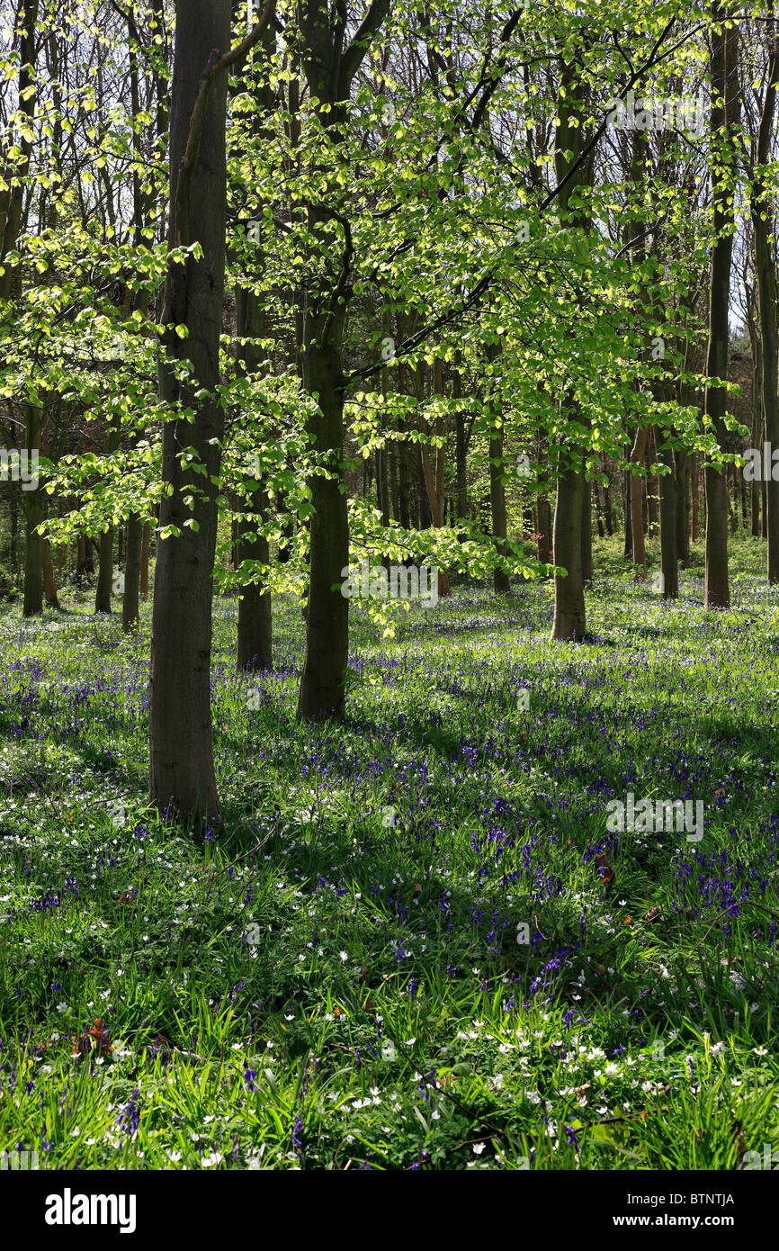 Frühlingsblumen im Wald Landschaft, Sherwood Forest, Nottinghamshire, England, Großbritannien, UK Stockfoto