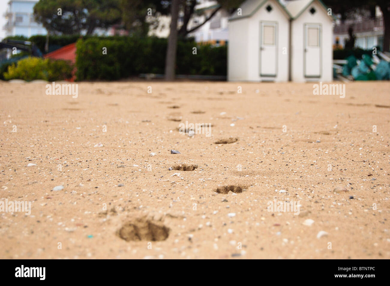 Pfotenabdrücke im Sand mit Buche Hütten im Hintergrund, in Lido di Jesolo, Italien, in der Nähe von Venedig. Stockfoto