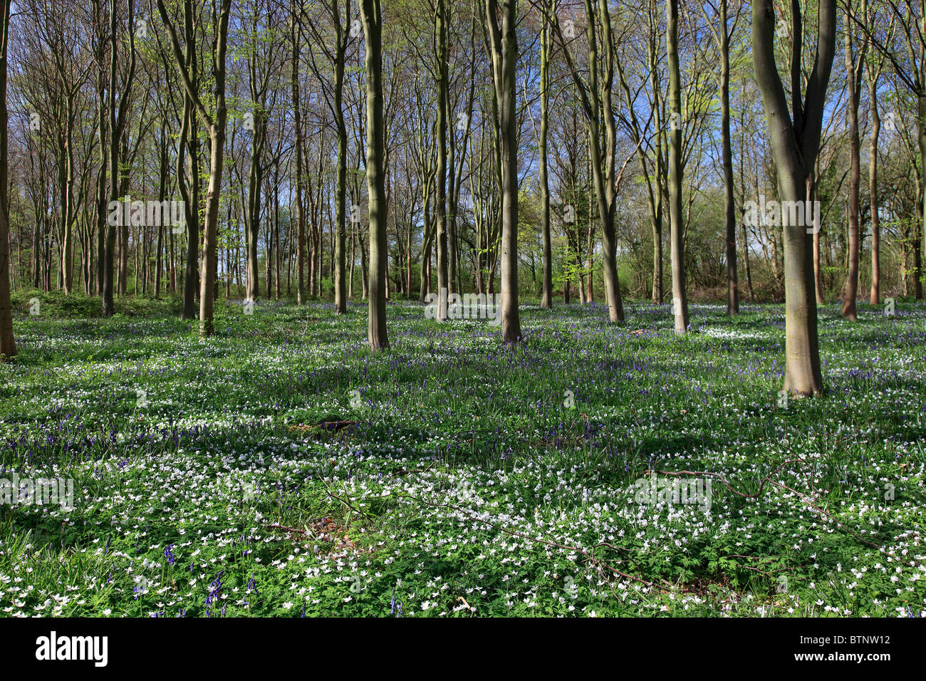 Frühlingsblumen im Wald Landschaft, Sherwood Forest, Nottinghamshire, England, Großbritannien, UK Stockfoto