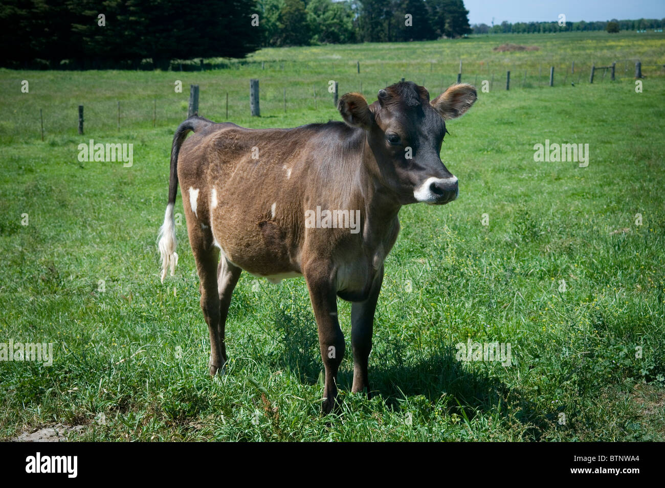 Jersey-Kuh-Kalb genannt Tinkerbell Stockfoto