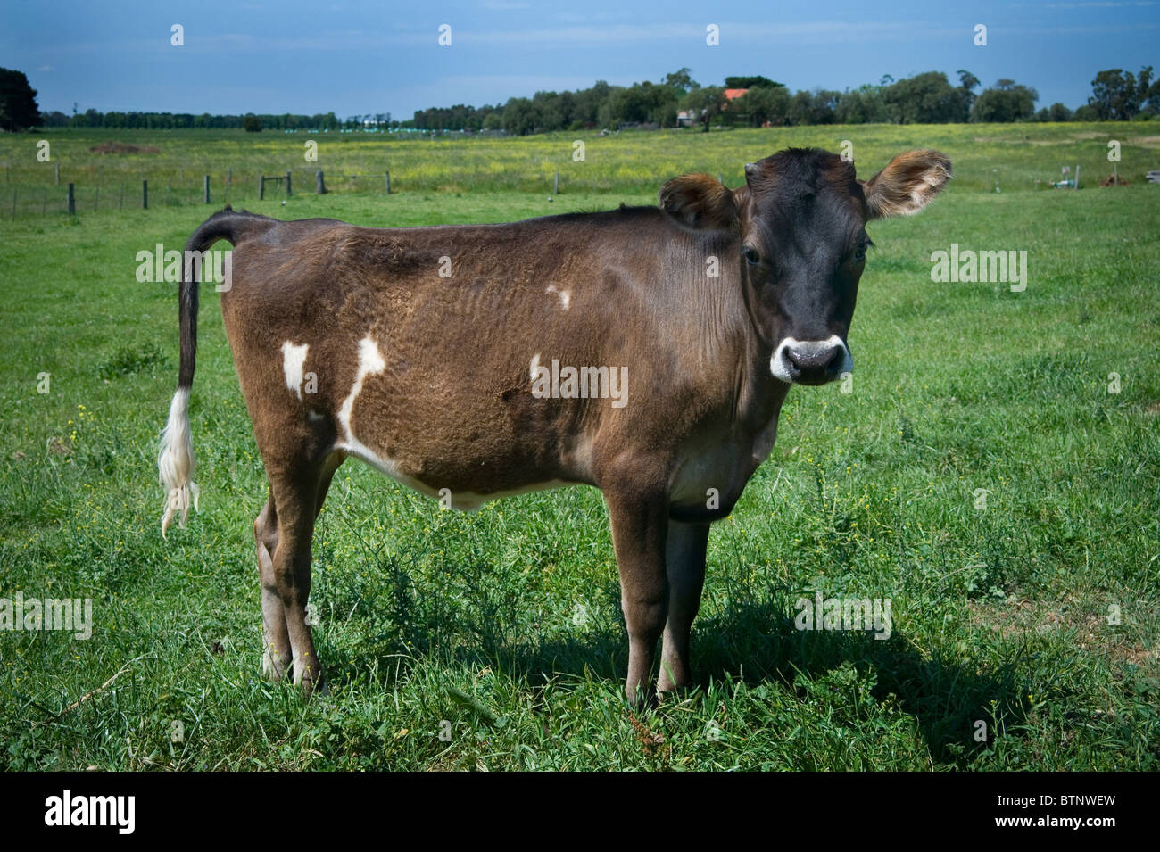 Jersey-Kuh-Kalb genannt Tinkerbell Stockfoto